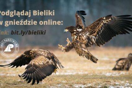 Spotkanie sympatyków Bielików Online z Nadleśnictwa Woziwoda