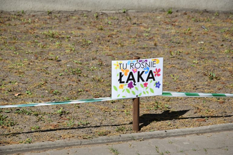 Tutaj rośnie łąka!