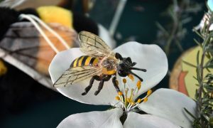 Święto pszczoły i niezapominajki w Tucholskim Parku Krajobrazowym.
