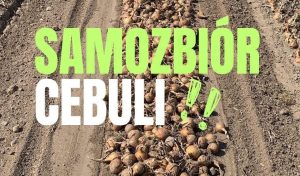 SAMOZBIÓR CEBULI – KĘSOWO! Pomóżmy tej rodzinie uratować plony zanim się zmarnują!