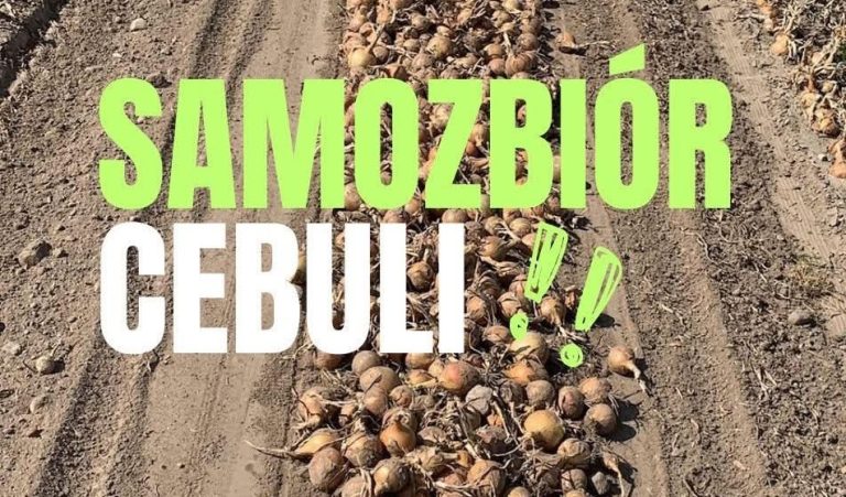 SAMOZBIÓR CEBULI – KĘSOWO! Pomóżmy tej rodzinie uratować plony zanim się zmarnują!