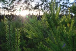 Sprzedaż choinek? Nie przepłacaj, poznaj szczegóły – NADLEŚNICTWO WOZIWODA