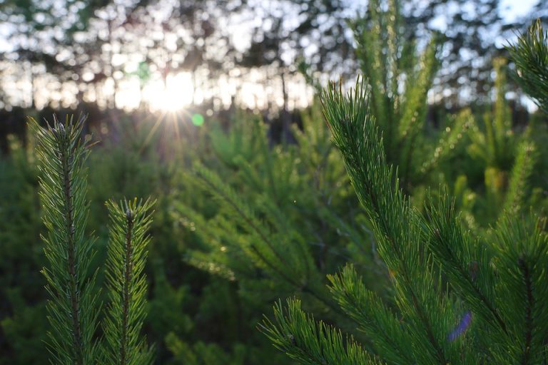 Sprzedaż choinek? Nie przepłacaj, poznaj szczegóły – NADLEŚNICTWO WOZIWODA