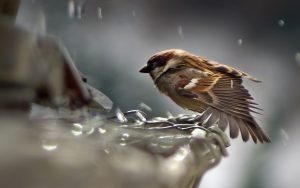 Granty na przydomowe systemy gromadzenia i wykorzystania deszczówki