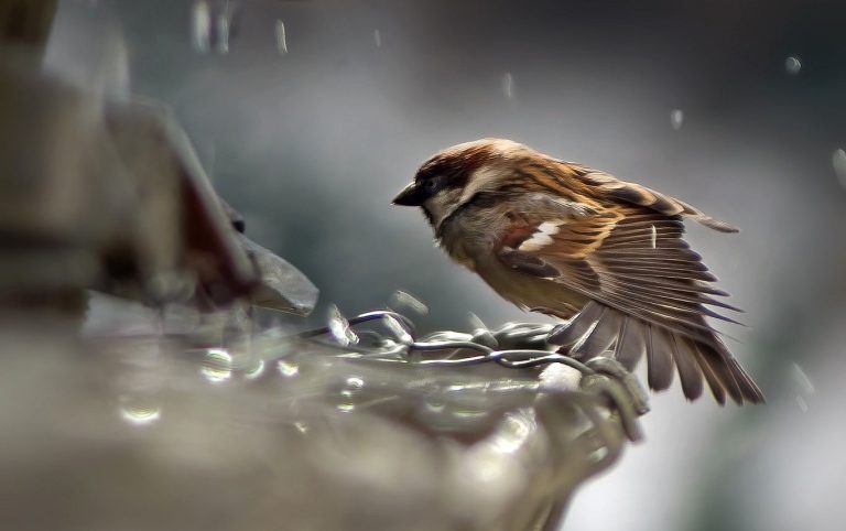 Granty na przydomowe systemy gromadzenia i wykorzystania deszczówki