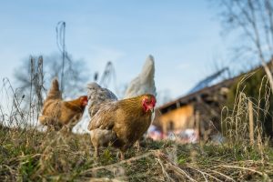 Bagienica, Mała Klonia, Wielka Klonia zagrożone pomorem drobiu (ND)?