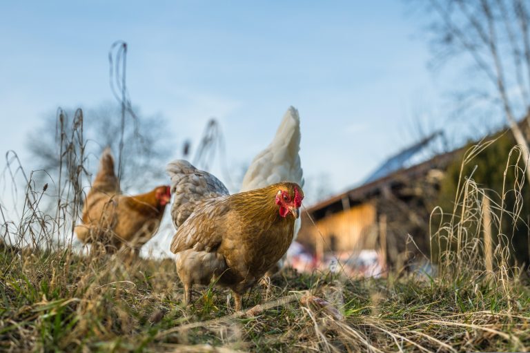 Bagienica, Mała Klonia, Wielka Klonia zagrożone pomorem drobiu (ND)?