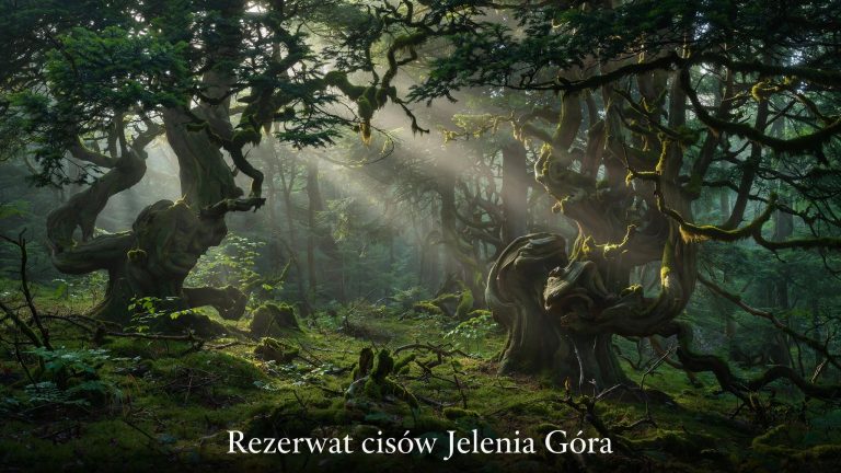 Trasa w rezerwacie cisów Jelenia Góra otwarta!