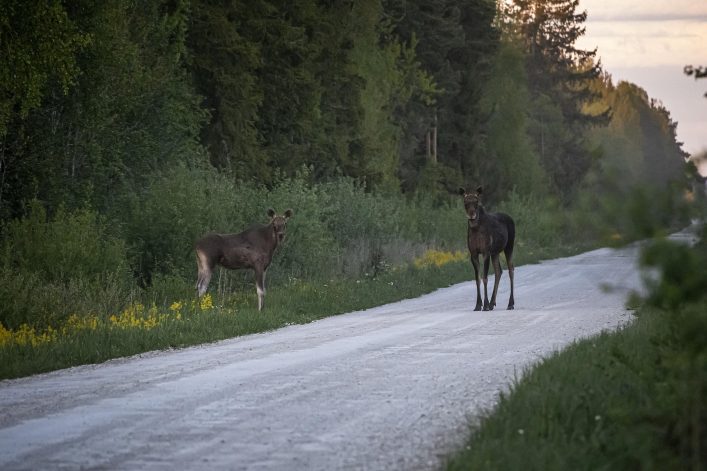 Jesienią zwierzęta częściej pojawiają się na drogach. Jak uniknąć kolizji i co zrobić, gdy już do niej dojdzie?